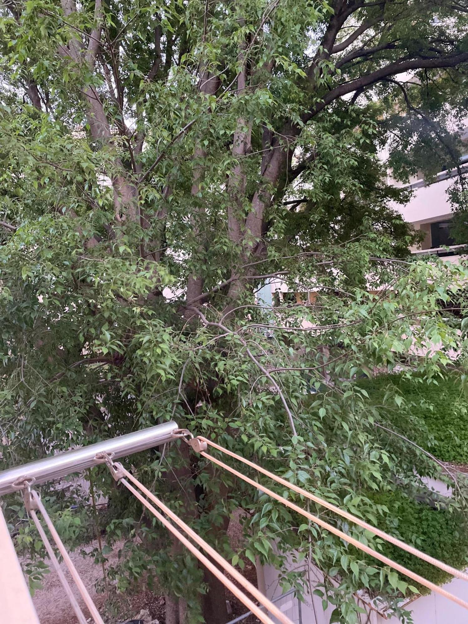 'One Tree' Apartment, Old Town 扎达尔 外观 照片